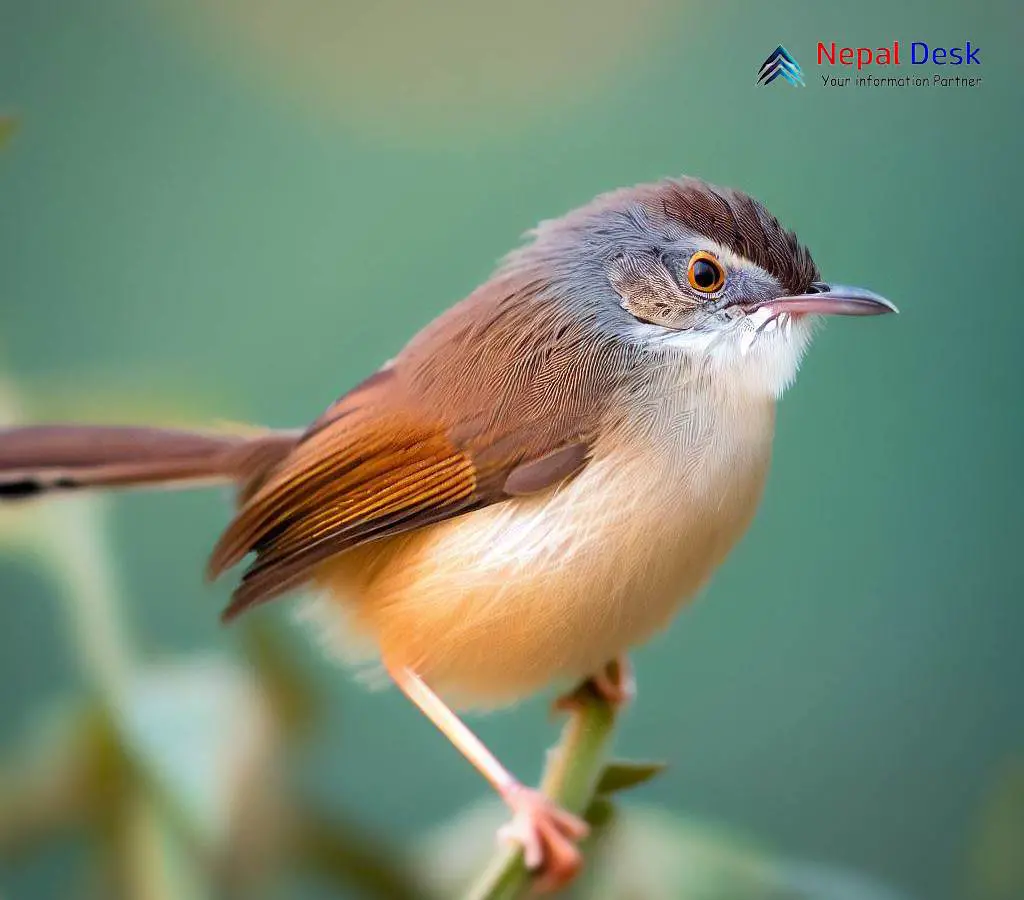 Beek prinia deals